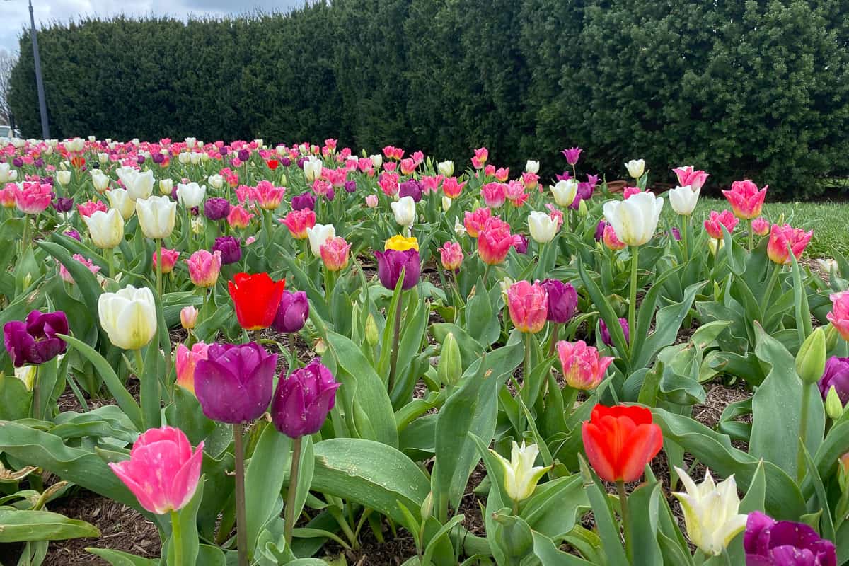 large display of tulips in bloom.
