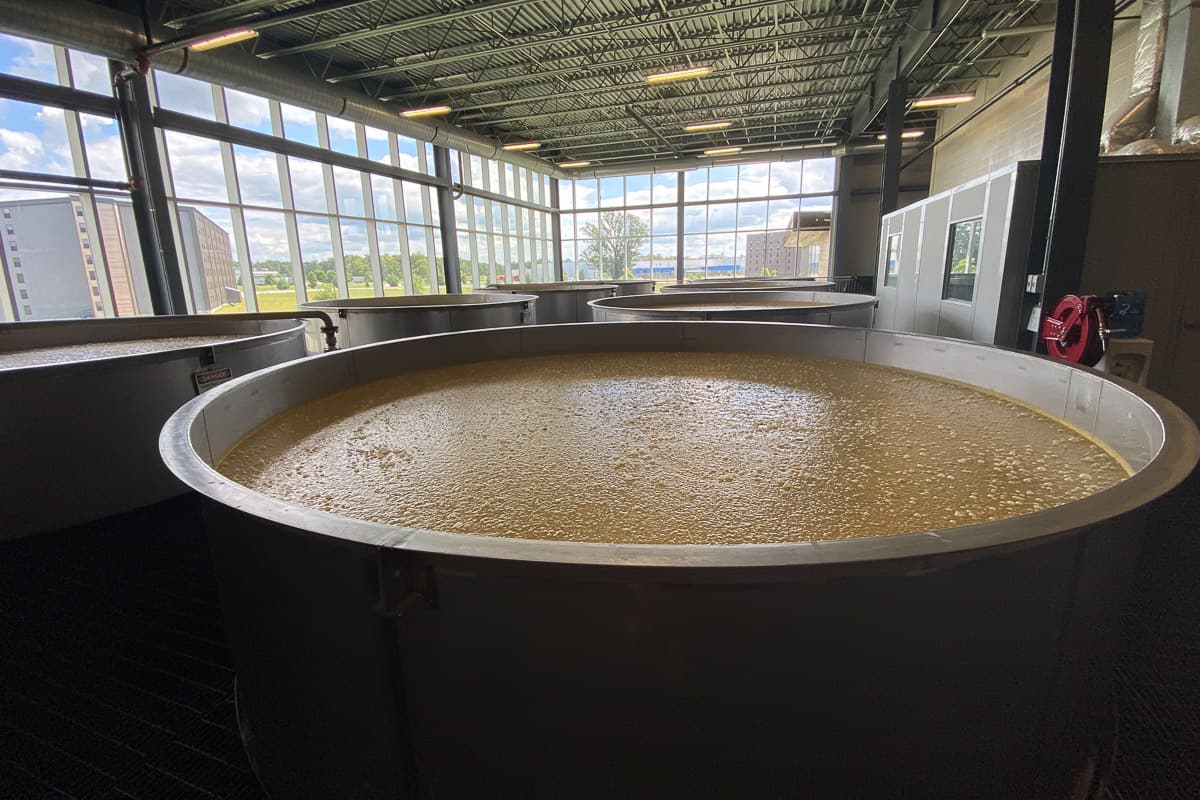 Large fermenting vats with cooked grain bubbling.