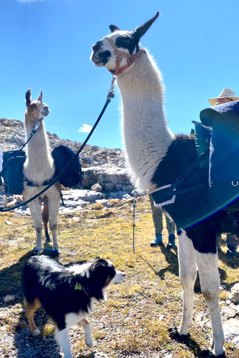 Two llamas and a dog on the Continental Divide Trail.
