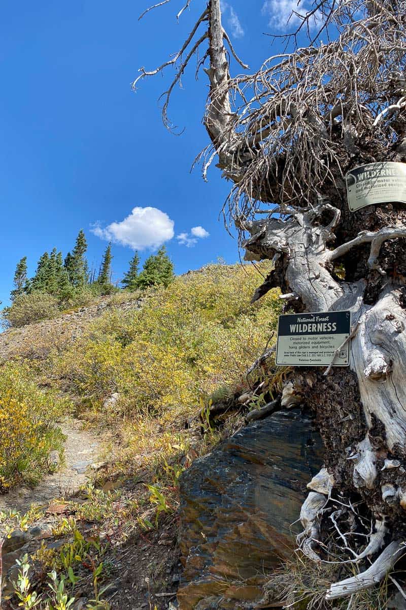 Signs attached to dried up tree about national forest wilderness being closed to vehicles.