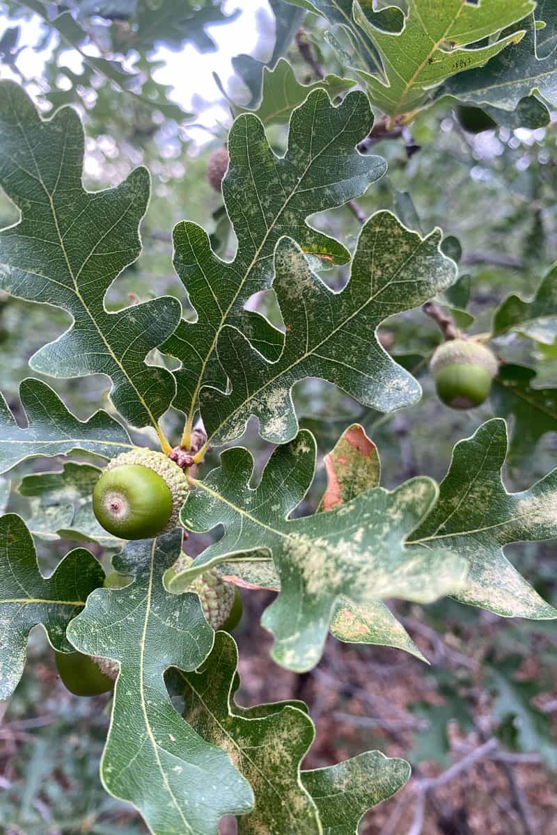 Closeup of oak tree leaves and acorns.