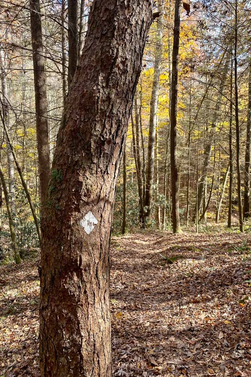 White diamond trail blaze marked on tree trunk.