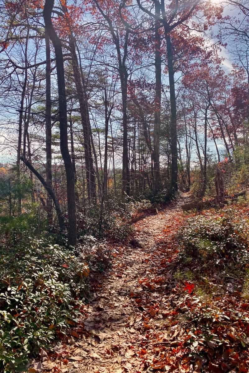 Autumn leaves on trail.