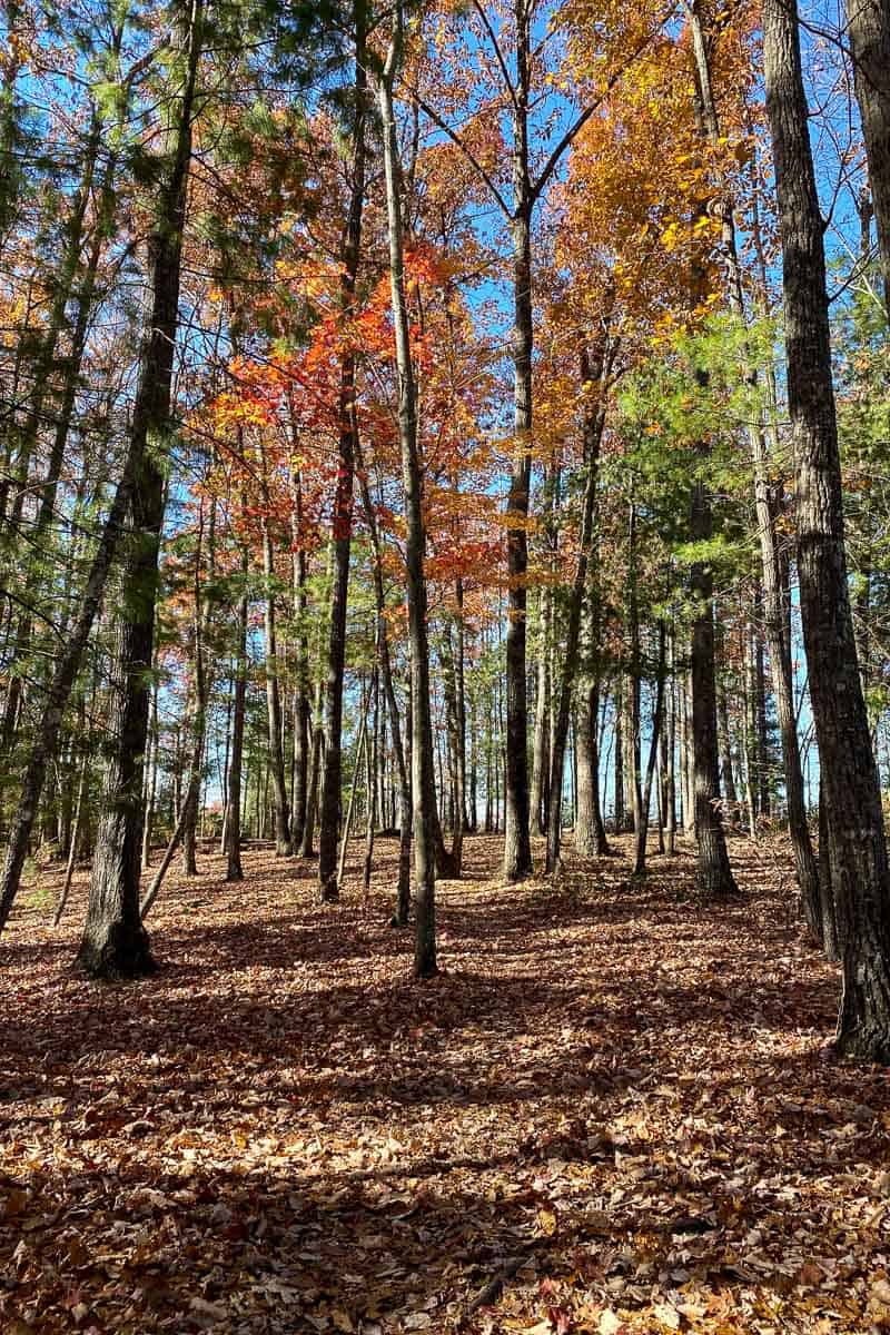 Trees with orange and red leaves on forest trail.