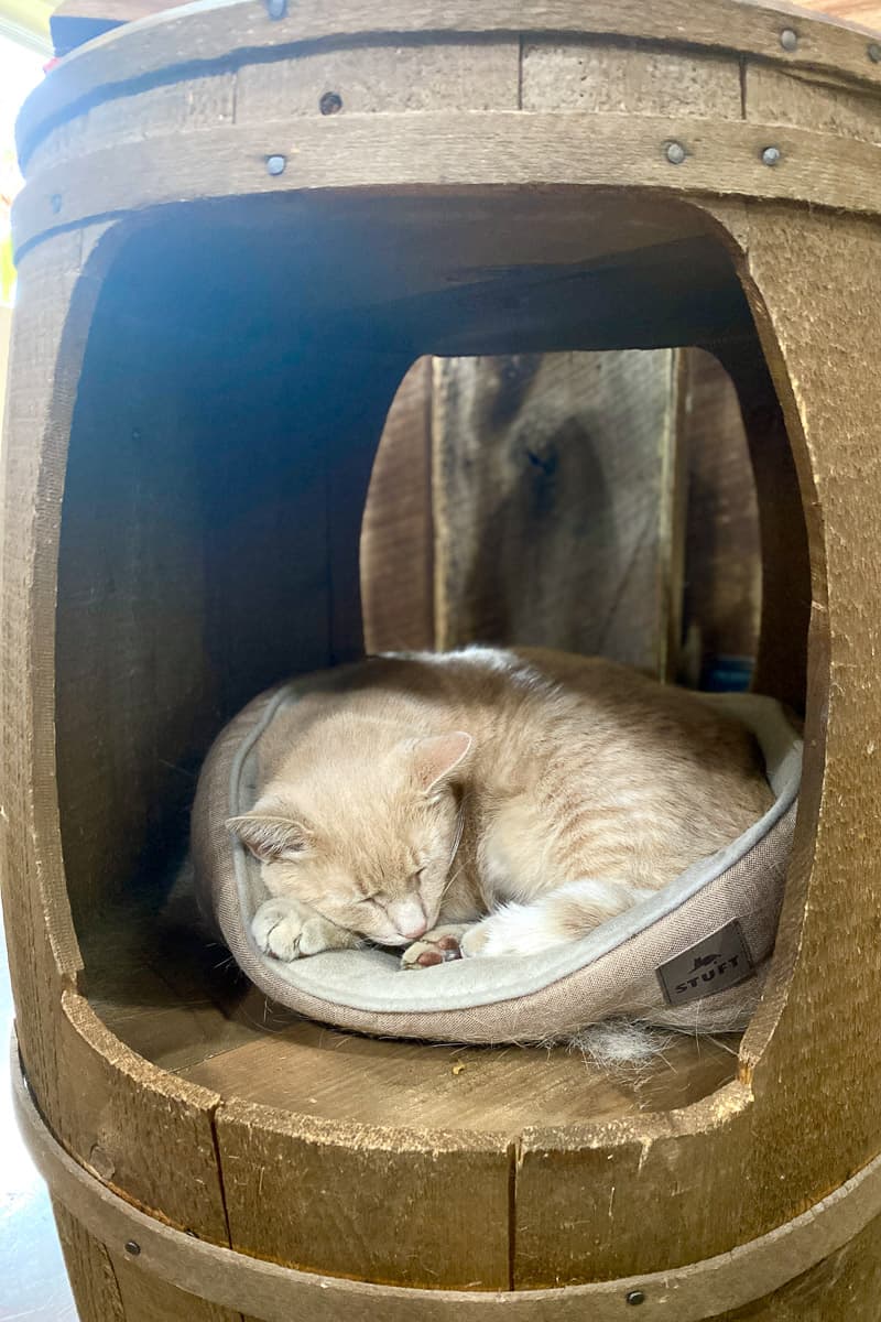 Cat asleep in cat bed in bourbon barrel with the side cut out.