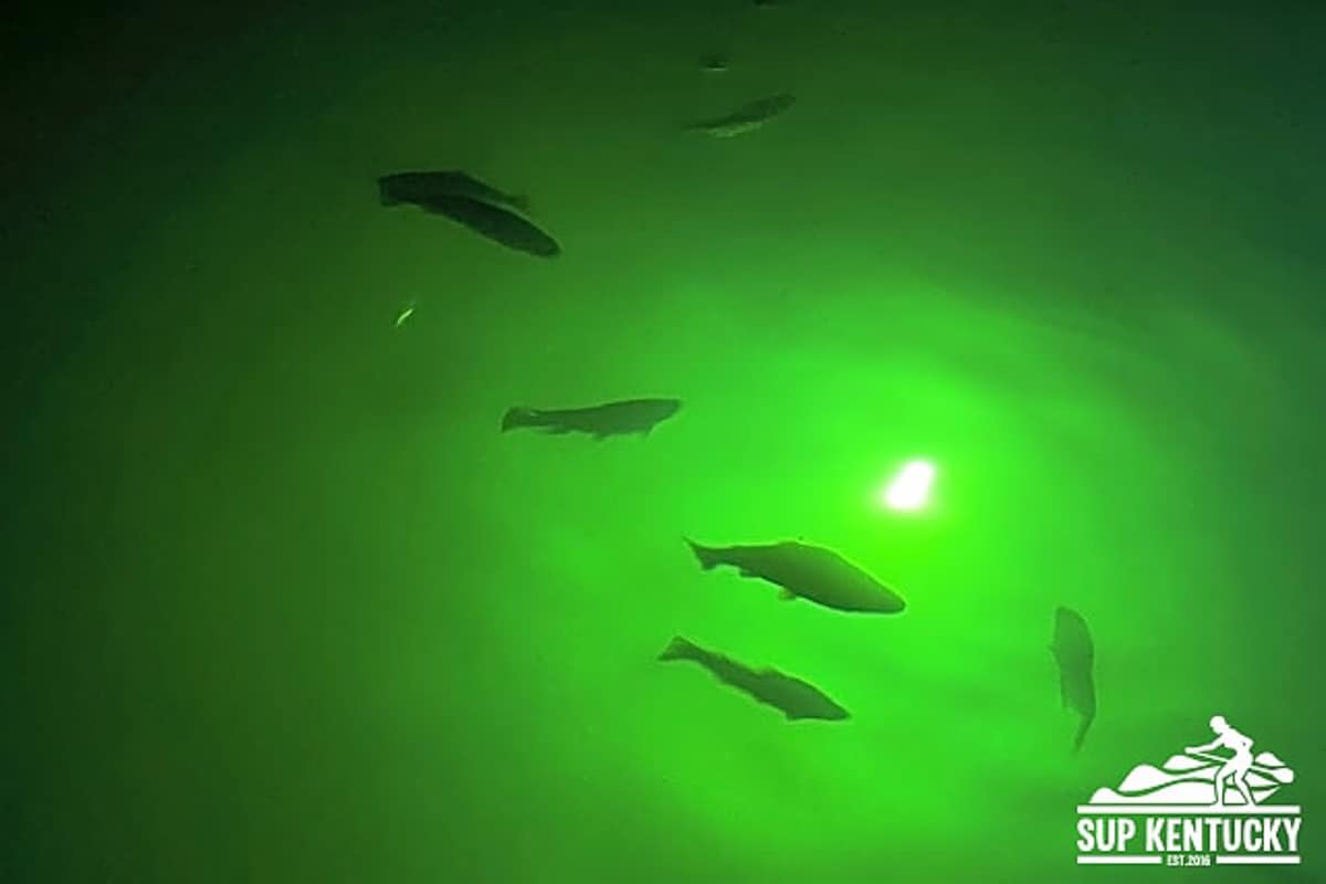 Fish silhouettes visible in green lit water while kayaking underground at red river gorge.