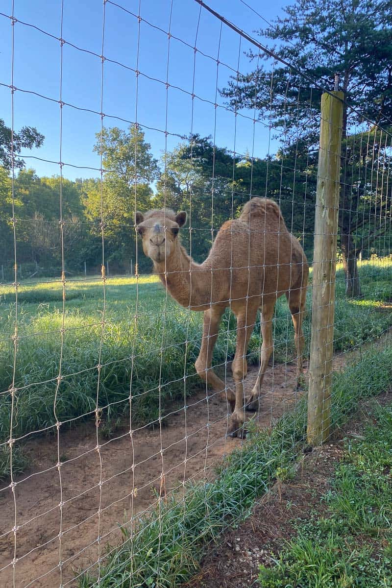 Camel behind fence.