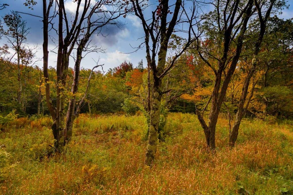 Dolly Sods, autumn colors on trees and brush in field.