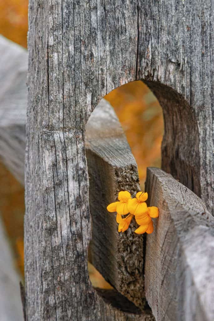 Small yellow flowers growing through fence posts.