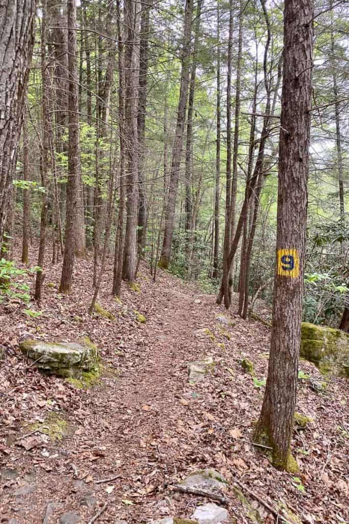 Forest trail with "9" marked on tree.