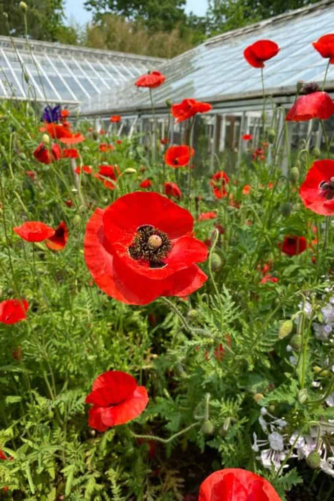 Poppies in bloom outside greenhouse.