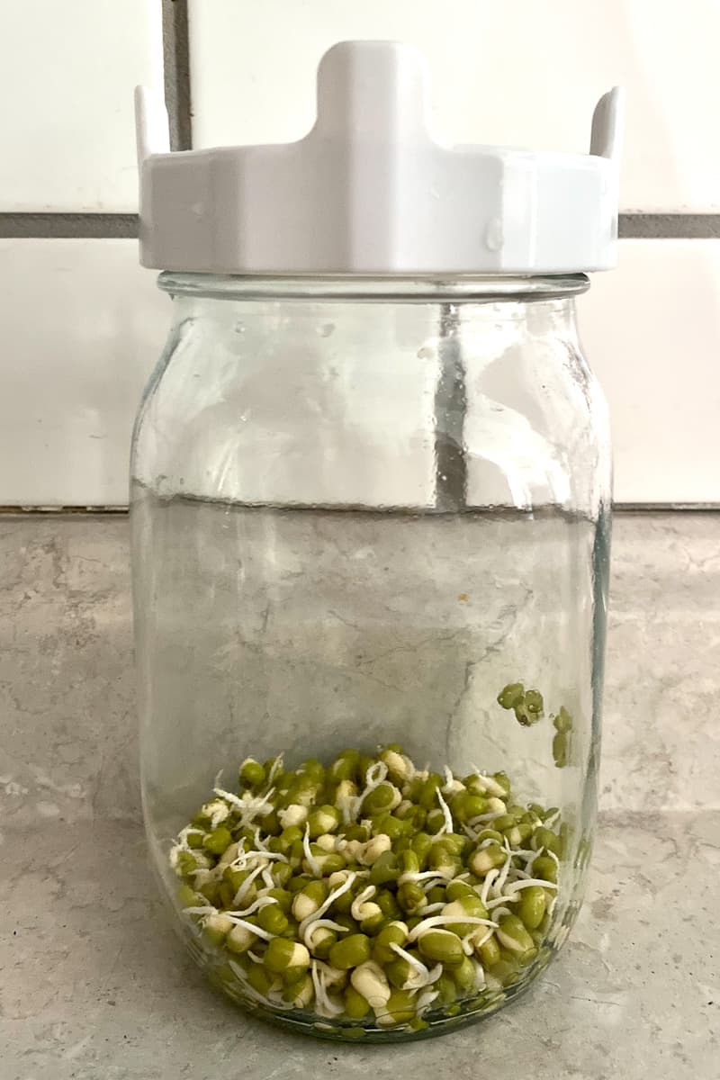 Mung bean sprouts in jar.