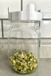 Sprouted mung beans in jar.