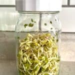 Sprouted mung beans in jar.