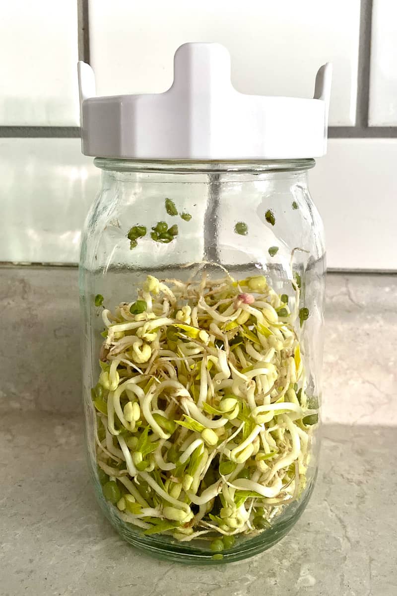 Mung bean sprouts in jar.