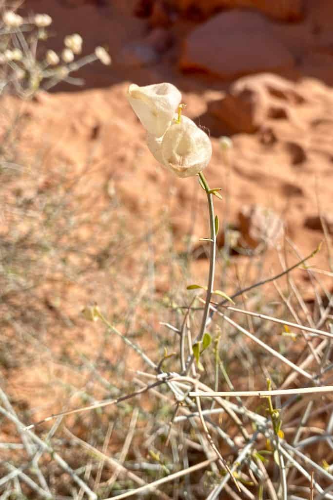 White wildflower found at Valley of Fire State Park.