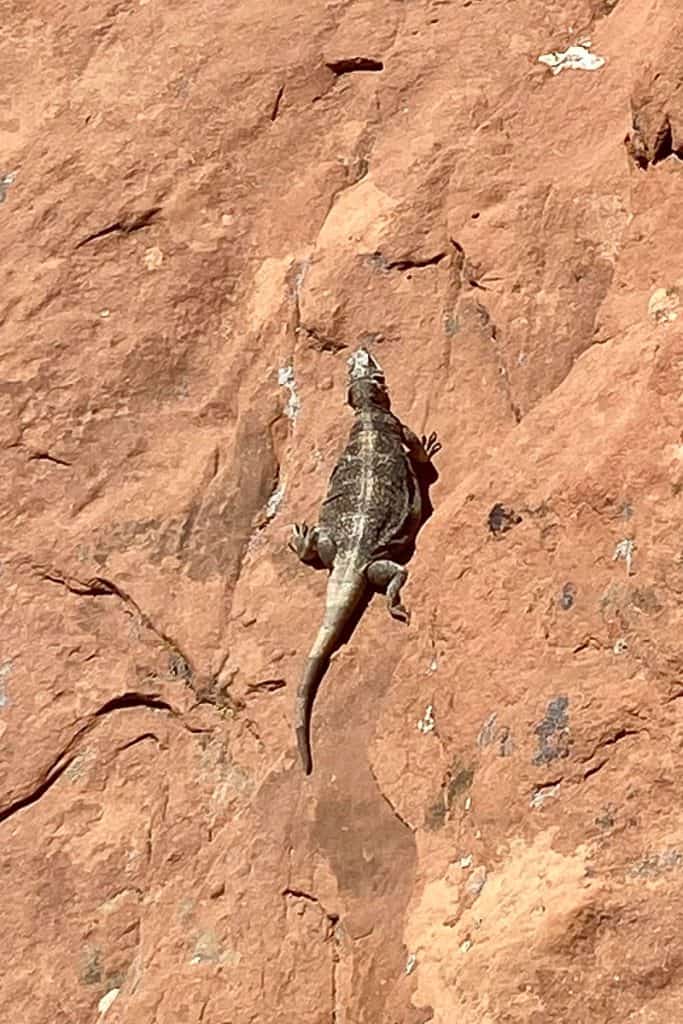 Lizard on vertical rock wall.