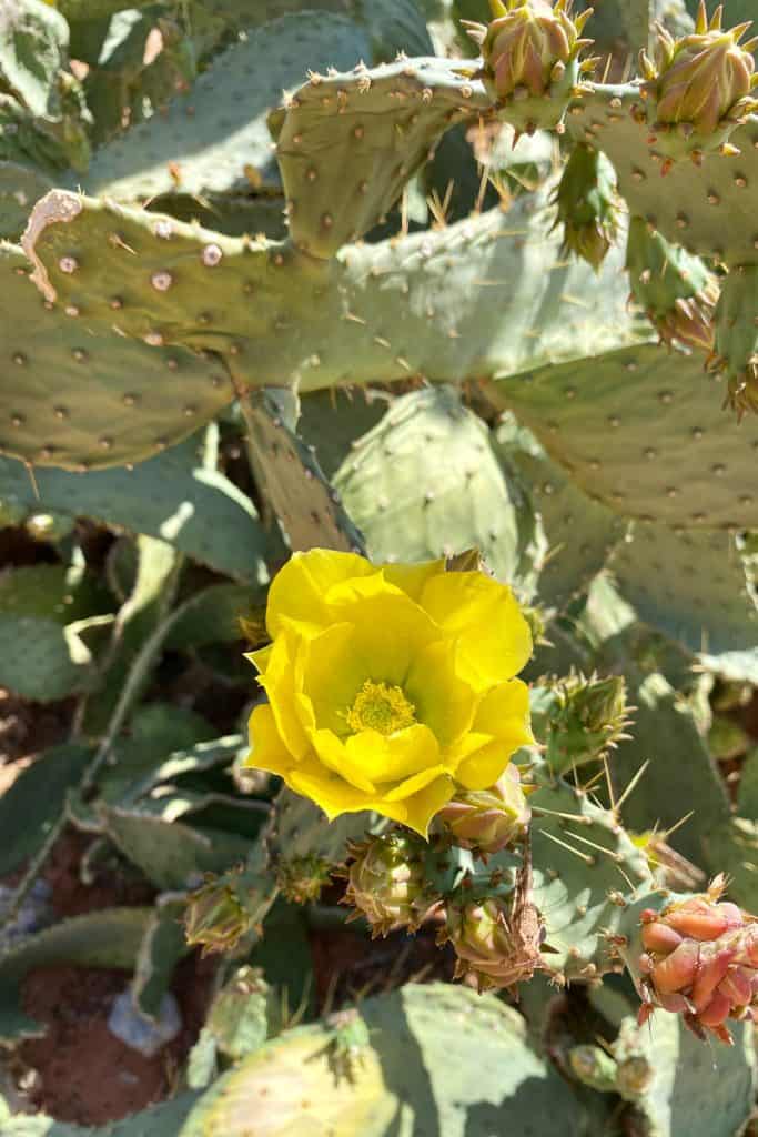 Cactus with blooming yellow flower.