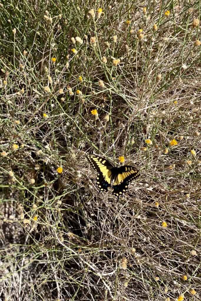 Butterfly on yellow wildflower.