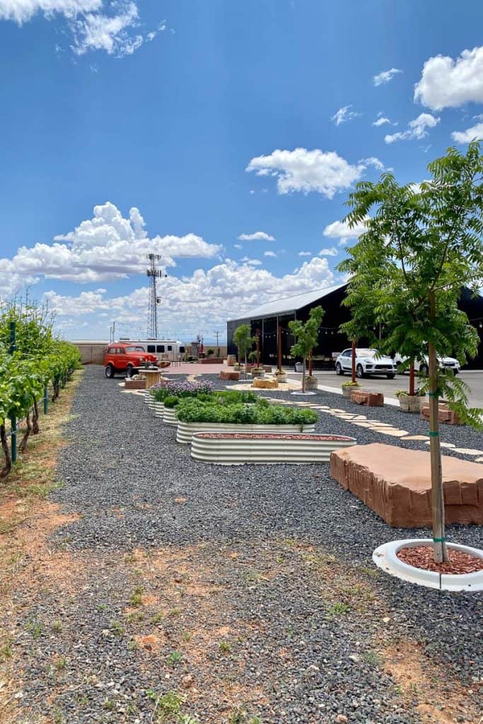 Vineyard next to gravel path with oblong metal planters.