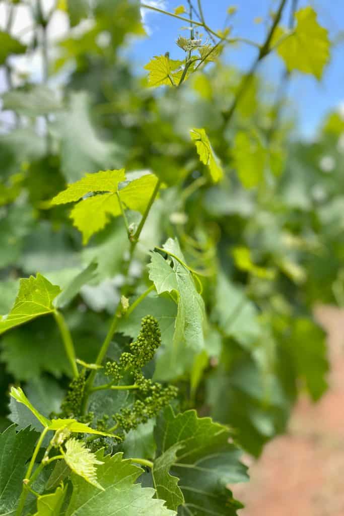 Close-up of grape vines.