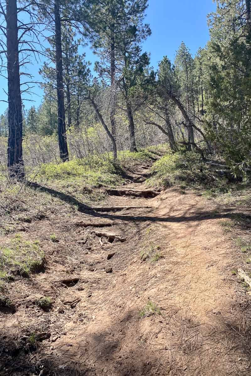 Dirt trail over tree roots.