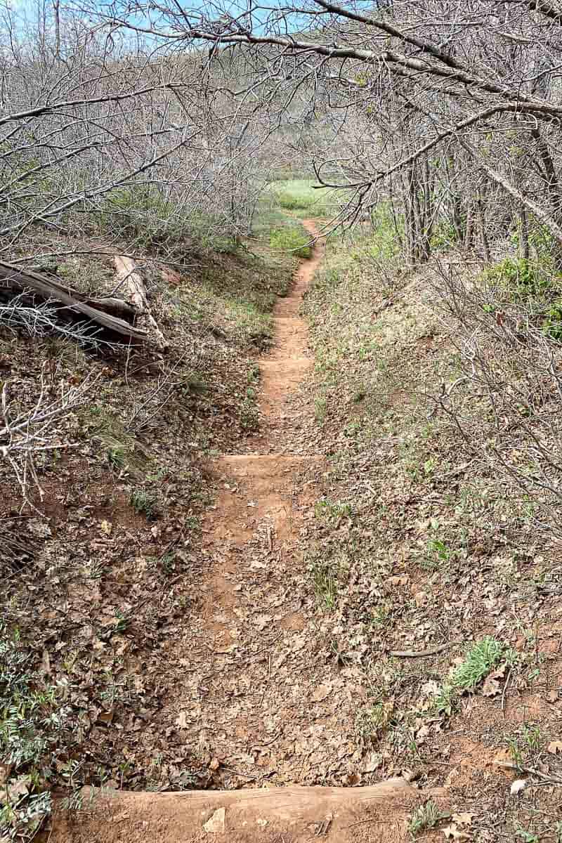 Dirt path with leafless tree branches overhead.