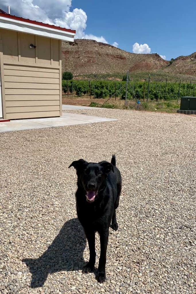Black dog with Zion Vineyards in background.