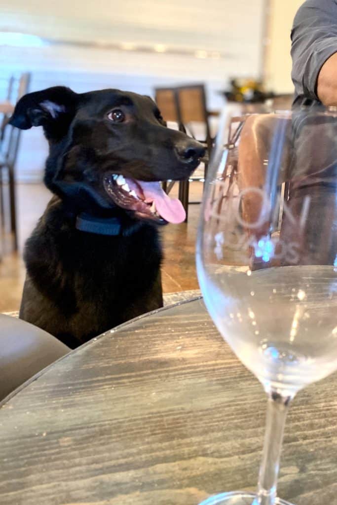Black dog next to table in wine tasting room.