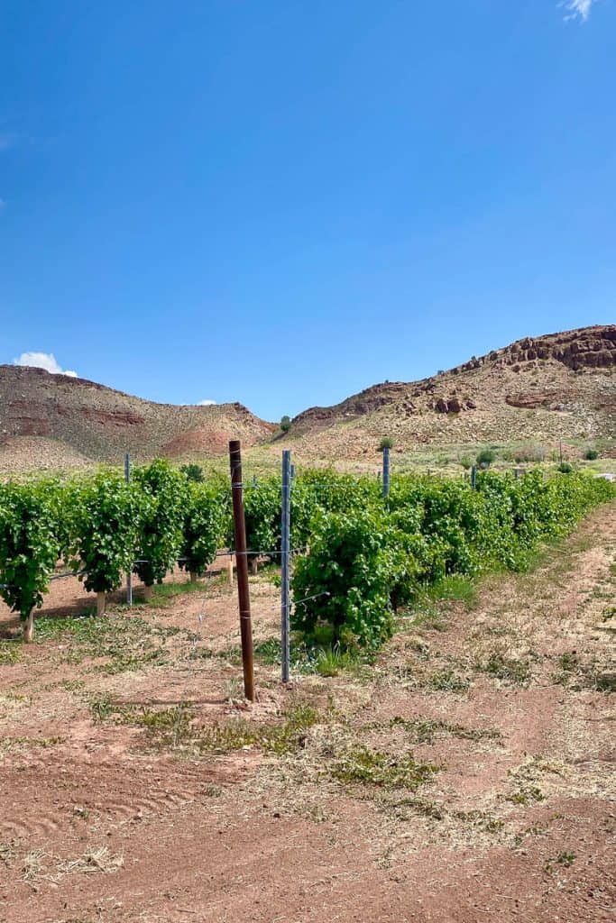 Grapevines in Zion Vineyards.