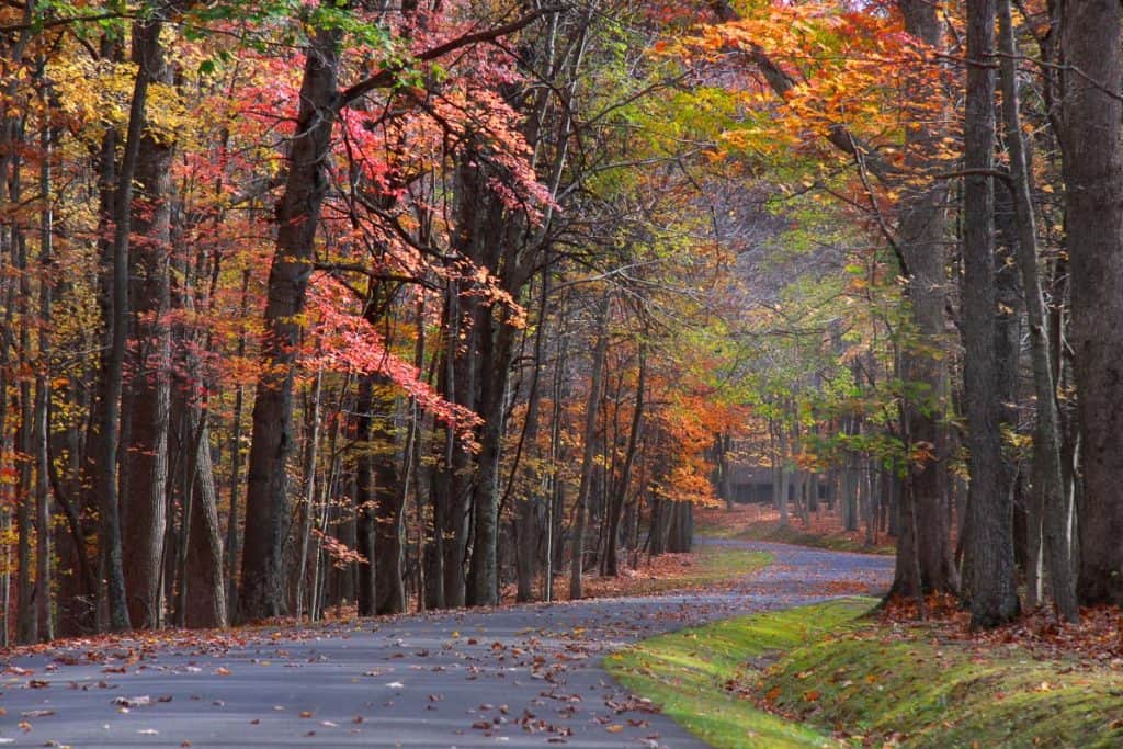 Road through autumn forest at Babcock State Park.