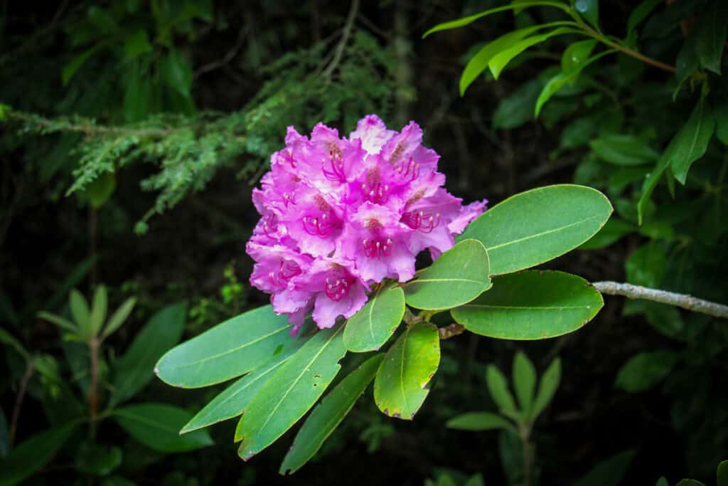 Rhododendron blooming.