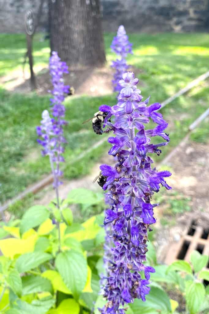 Bees landed on purple flower stalk.