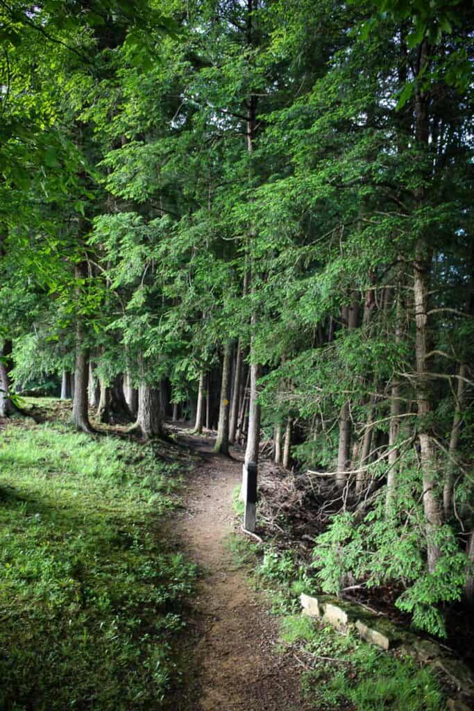 Dirt trail through forest.