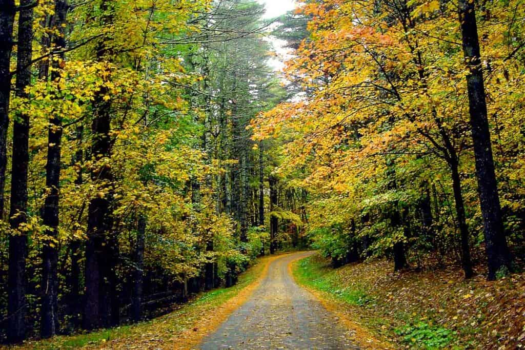 Gravel road winding through trees with yellow fall foliage.