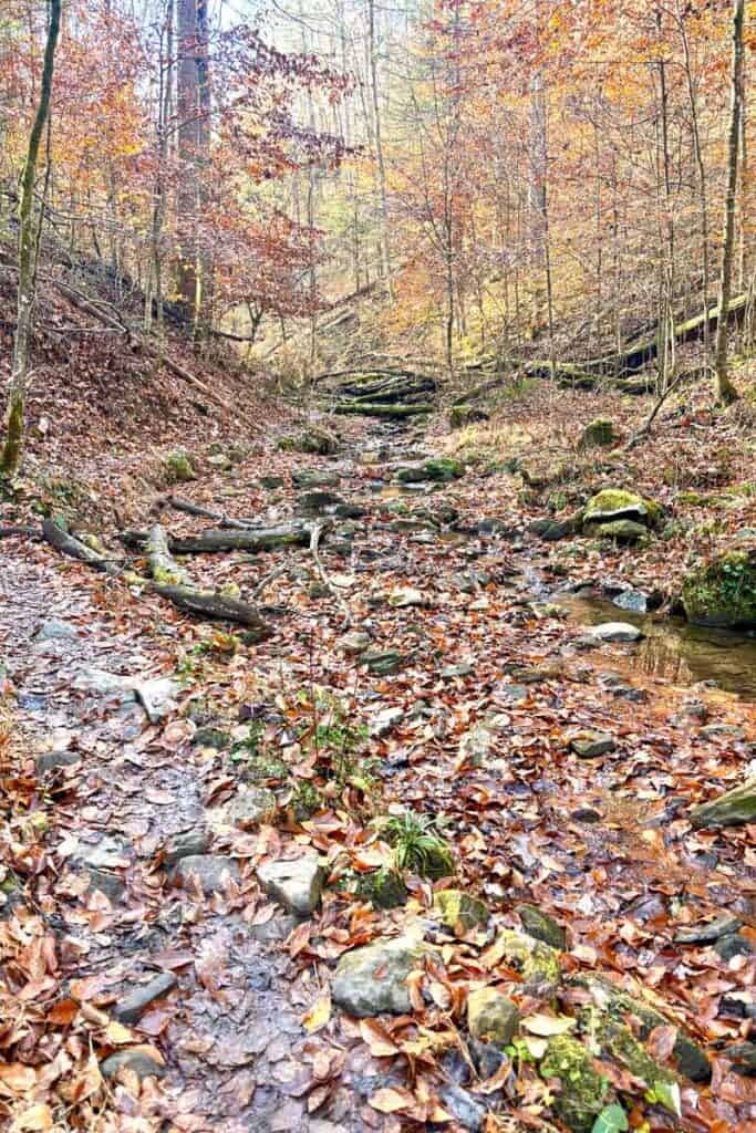 Leaf-strewn trail next to creekbed.