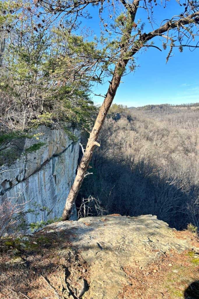 Tree growing past edge of cliff with rock wall in background.