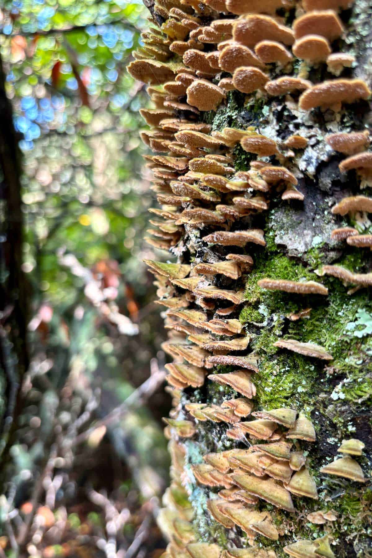 Fungus growth along tree trunk.
