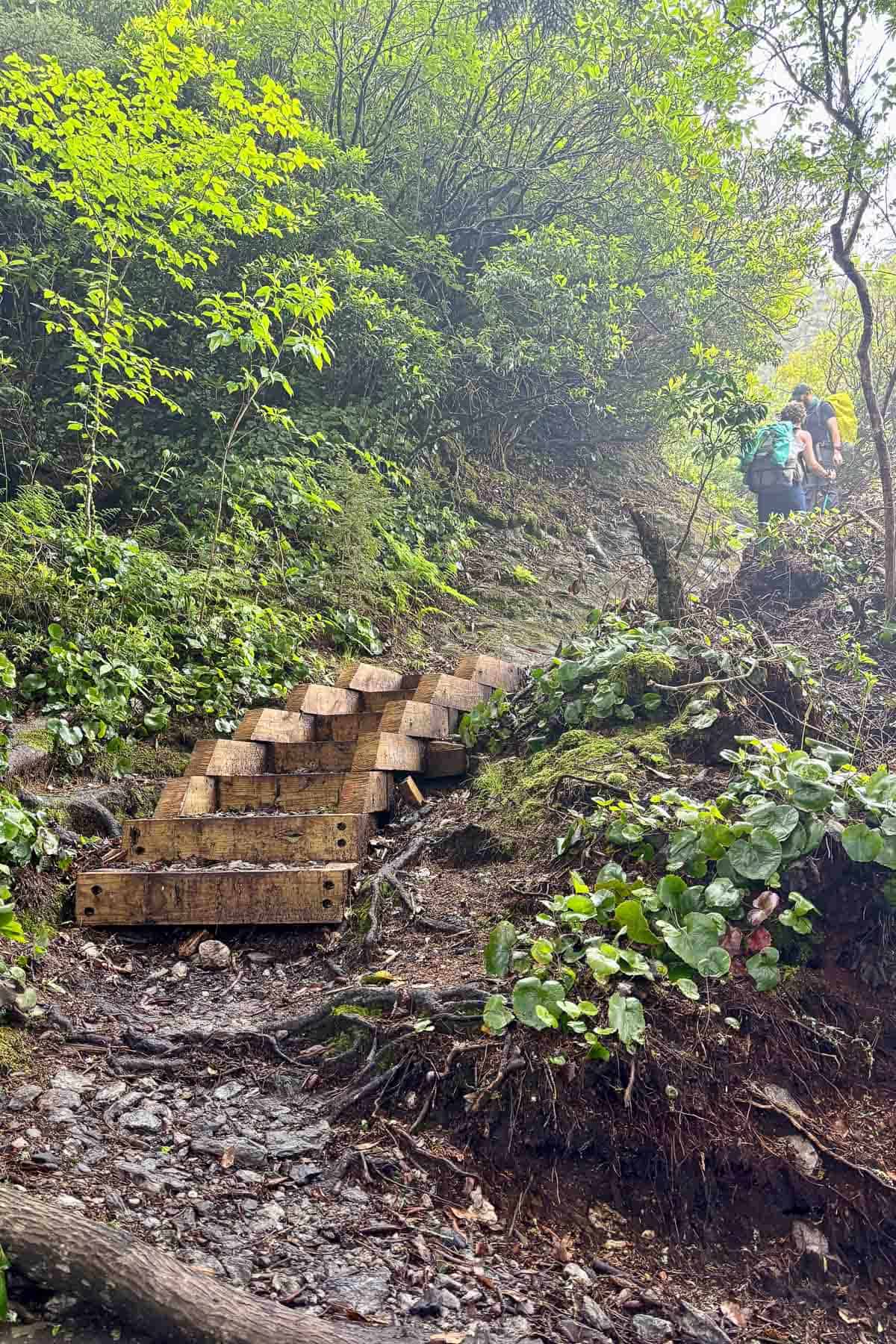 Wooden steps on Art Loeb Trail.