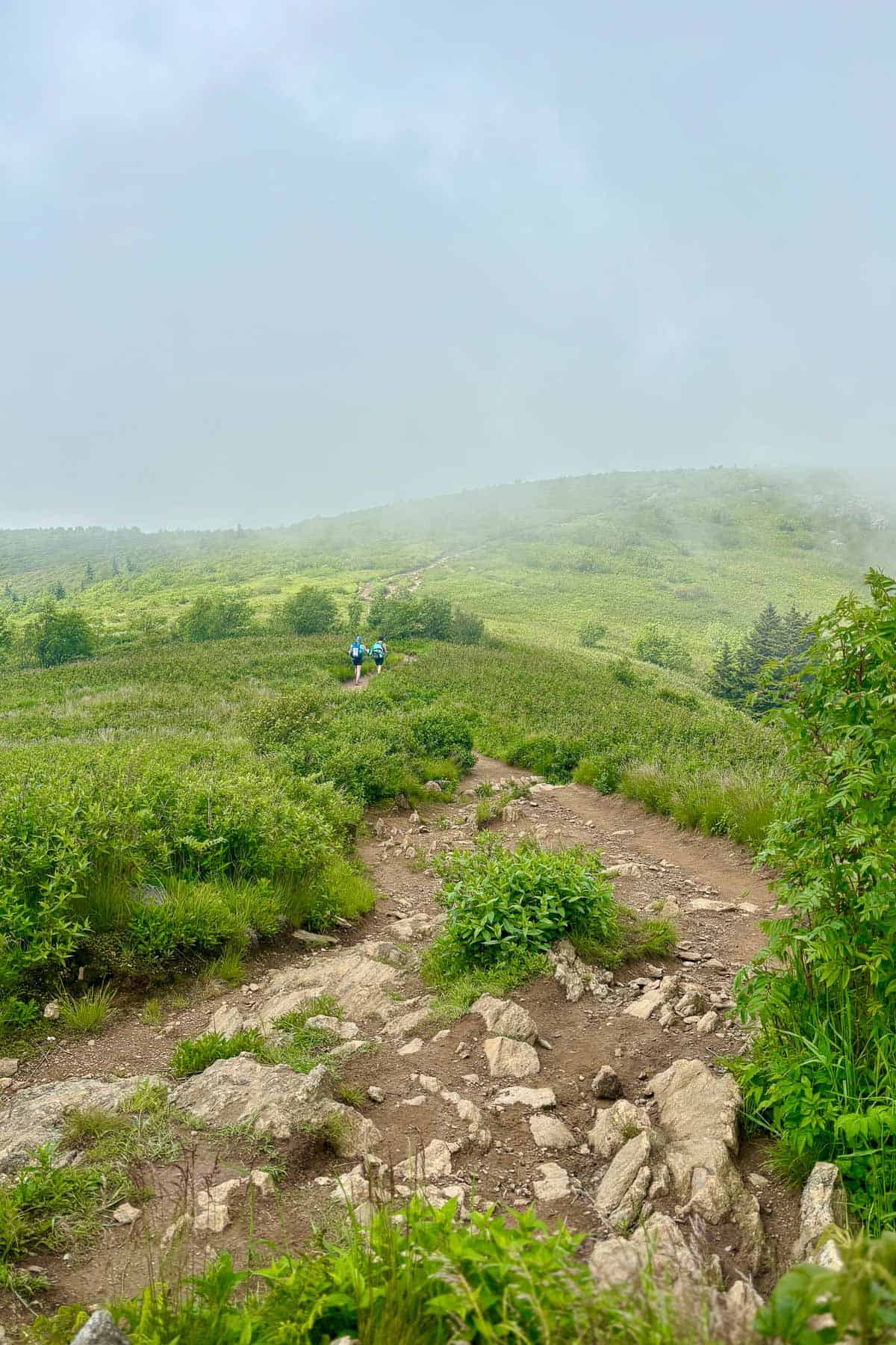 Foggy view of Black Balsam.