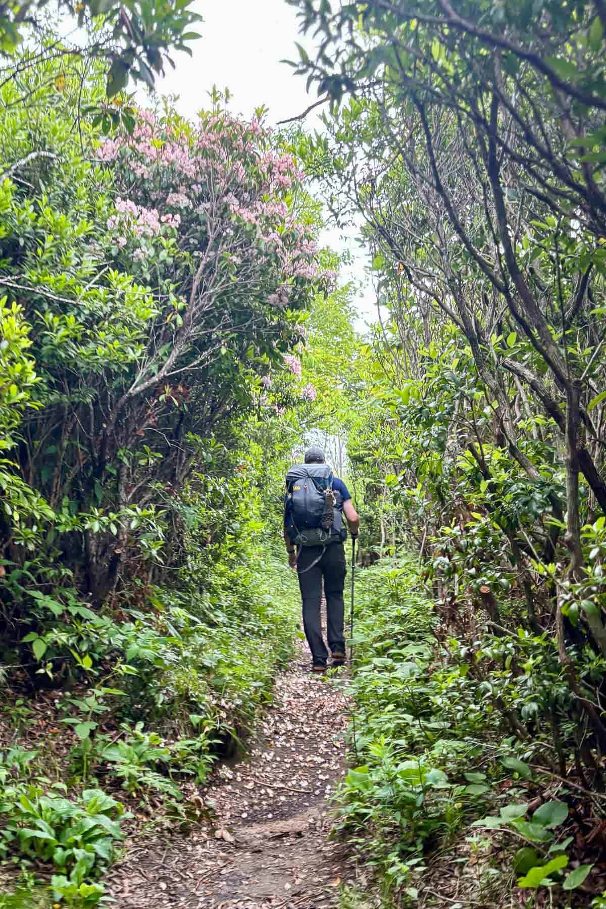 Hiker backpacking the Art Loeb Trail with trees and flowering shrubs alongside.