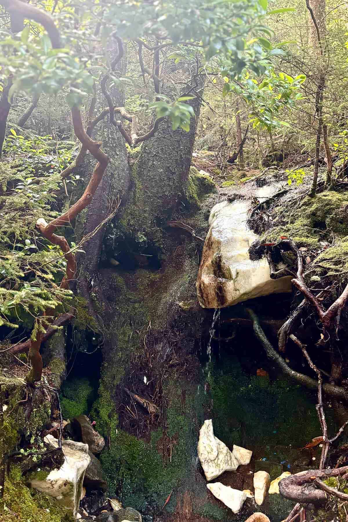 Quartz rock along Art Loeb Trail.