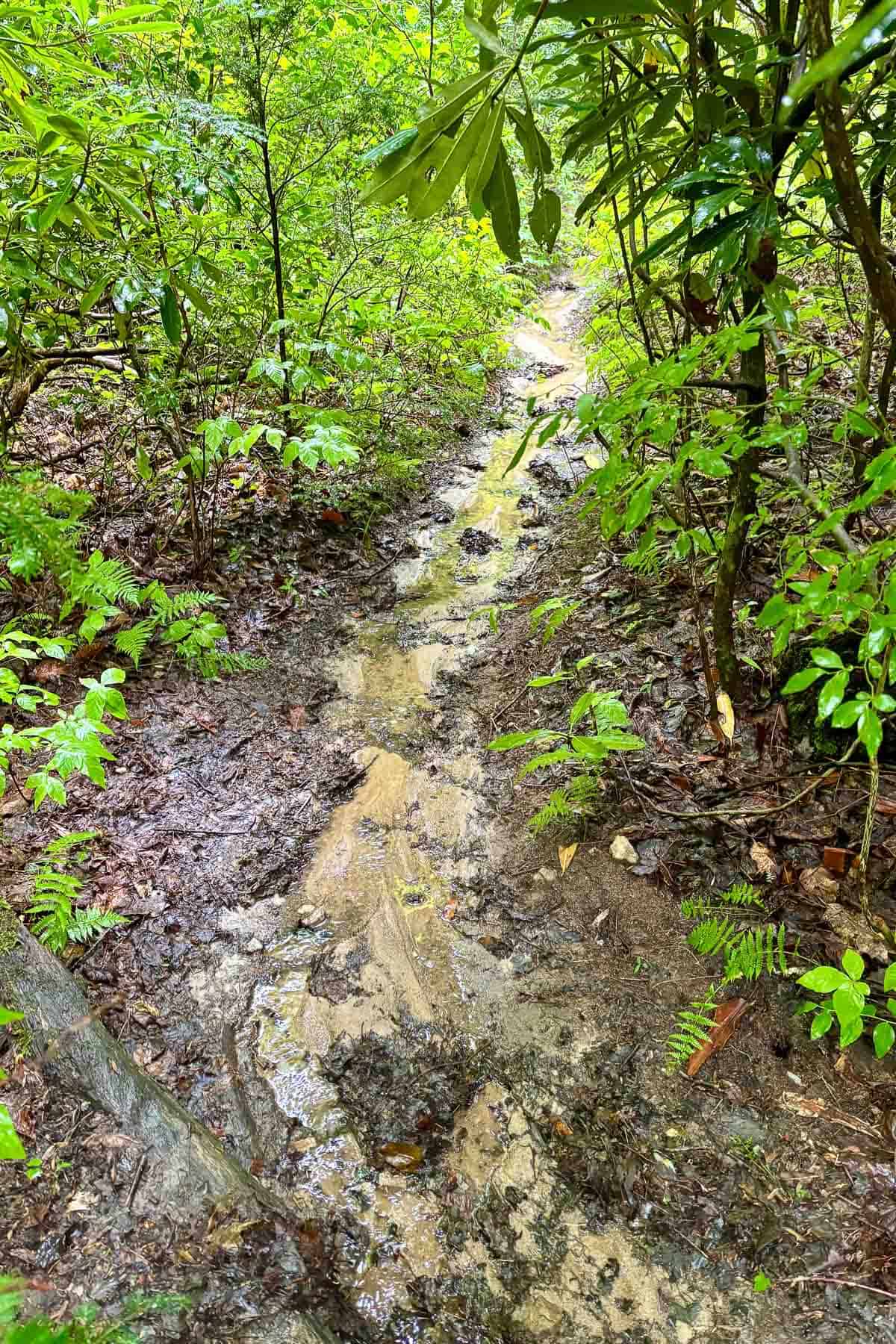 Muddy trail conditions while backpacking Art Loeb Trail.