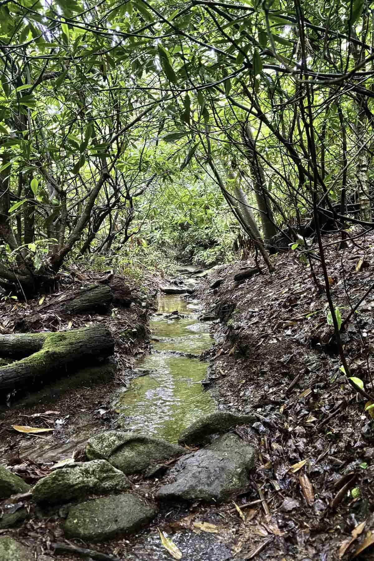 Trail looking like a creek after heavy rain.