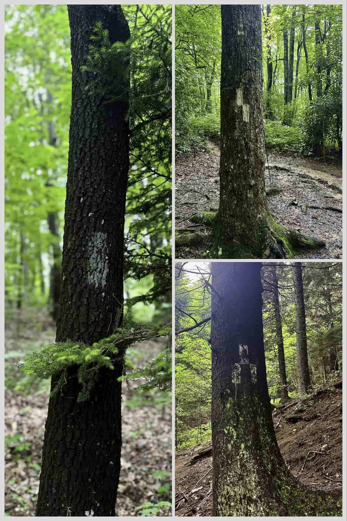 Three images showing white trail blazes on trees.