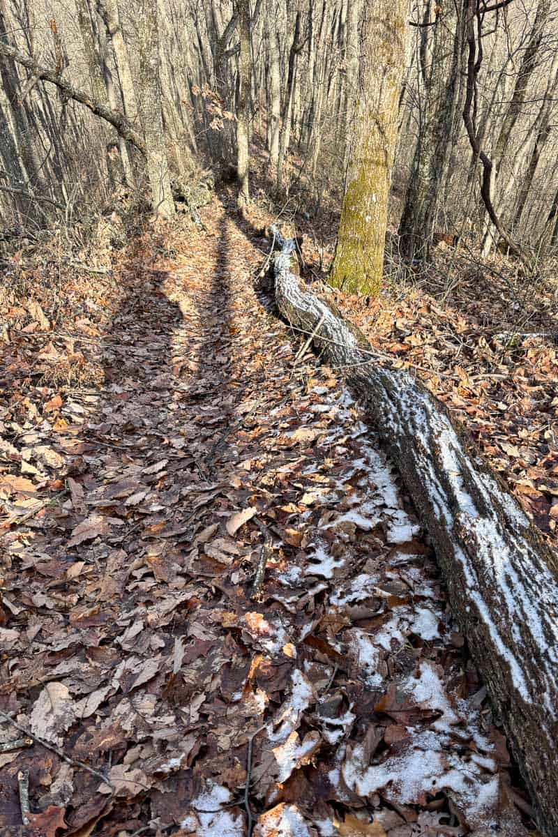 Winter Trail Running Gear - Champagne Tastes®