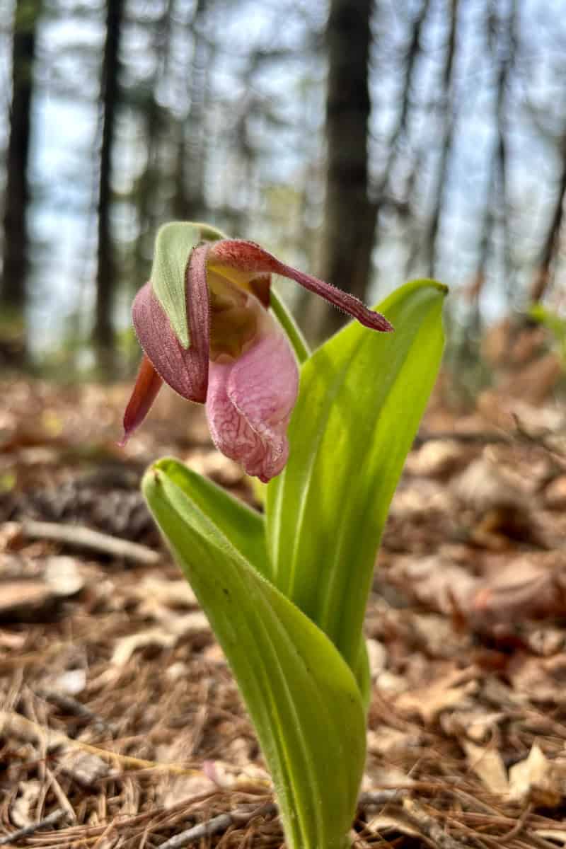 Pink lady slipper flower, one of the wildflowers in Red River Gorge.