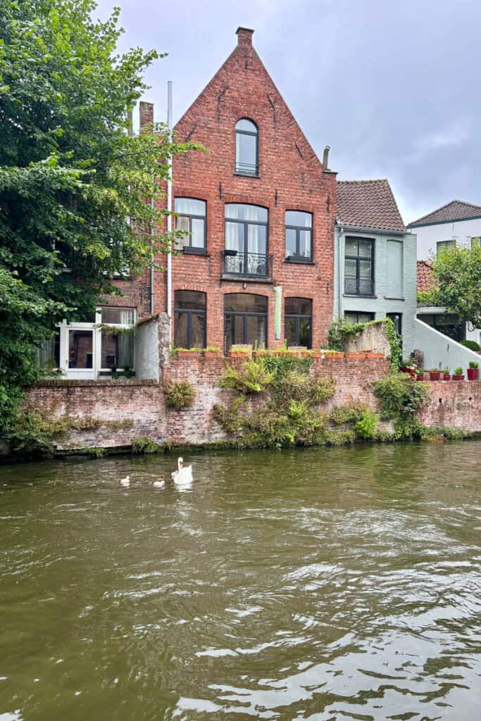 Swan and two cygnets swimming in canal.