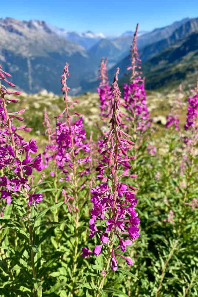 Purple wildflowers with mountain view in background.