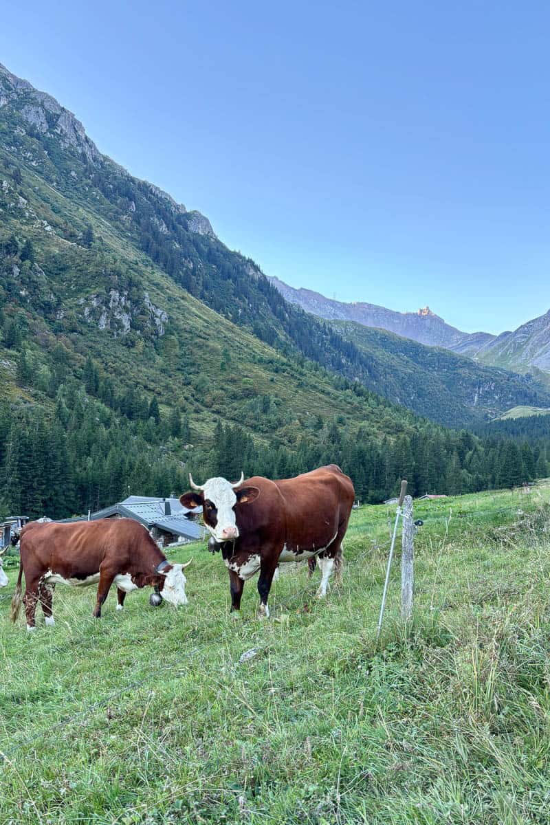 Two cows wearing cowbells while grazing in field, encountered while camping the Tour de Mont Blanc.